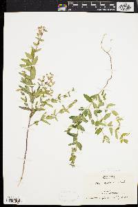 Scutellaria galericulata image