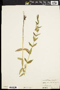 Scutellaria galericulata image