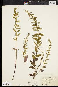 Scutellaria galericulata image