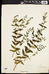 Scutellaria galericulata image