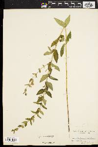 Scutellaria galericulata image