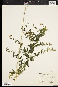 Scutellaria galericulata image