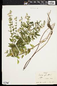 Scutellaria galericulata image