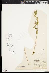 Scutellaria galericulata image