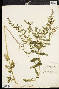 Scutellaria galericulata image