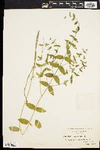 Scutellaria galericulata image