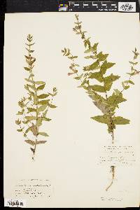 Scutellaria galericulata image