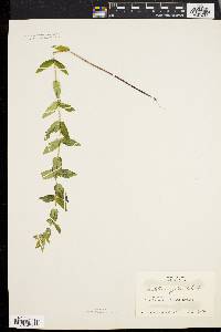 Scutellaria galericulata image