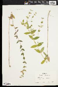 Scutellaria galericulata image