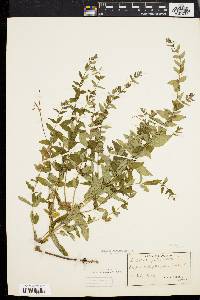 Scutellaria galericulata image