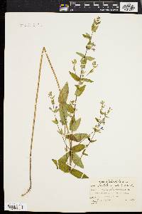 Scutellaria galericulata image