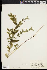 Scutellaria galericulata image