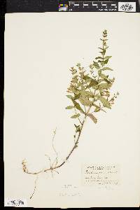 Scutellaria galericulata image