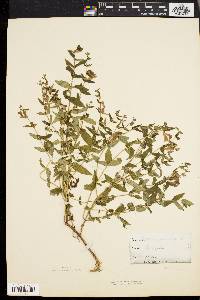 Scutellaria galericulata image