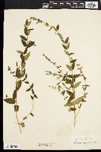 Scutellaria galericulata image