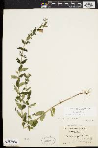 Scutellaria galericulata image