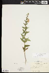 Scutellaria galericulata image