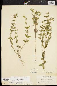 Scutellaria galericulata image