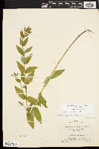 Scutellaria galericulata image