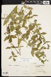 Scutellaria galericulata image