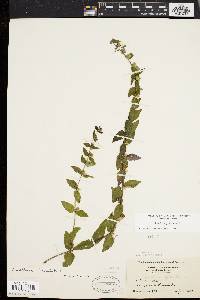 Scutellaria galericulata image