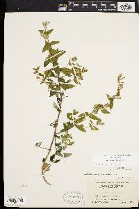 Scutellaria galericulata image