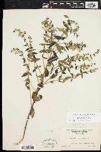 Scutellaria galericulata image