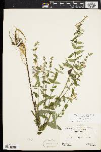 Scutellaria galericulata image