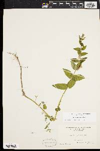 Scutellaria galericulata image