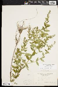 Scutellaria galericulata image