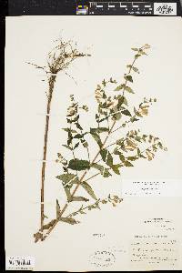 Scutellaria galericulata image