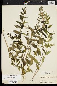 Scutellaria galericulata image