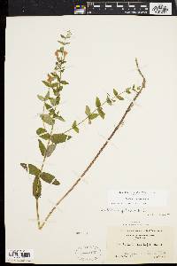 Scutellaria galericulata image