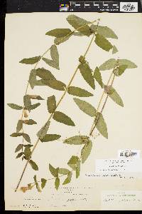 Scutellaria galericulata image