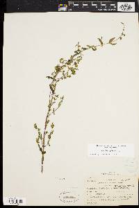 Scutellaria galericulata image