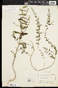 Scutellaria galericulata image