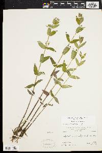 Scutellaria galericulata image