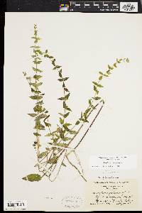 Scutellaria galericulata image