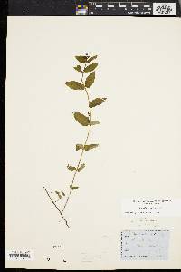 Scutellaria galericulata image