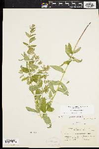 Scutellaria galericulata image