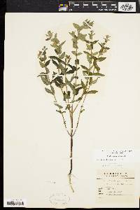 Scutellaria galericulata image