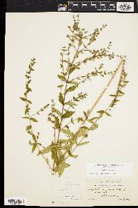 Scutellaria galericulata image