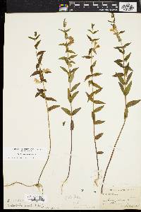 Scutellaria galericulata image