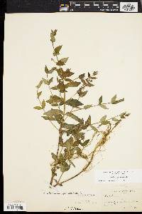 Scutellaria galericulata image