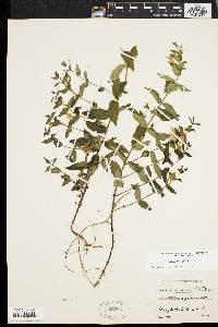 Scutellaria galericulata image