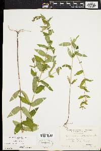 Scutellaria galericulata image