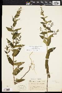 Scutellaria galericulata image