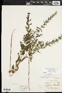 Scutellaria galericulata image