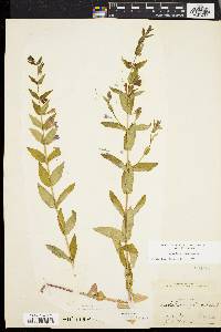 Scutellaria galericulata image