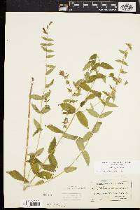 Scutellaria galericulata image